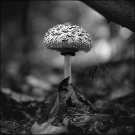 macrolepiota rhacodes